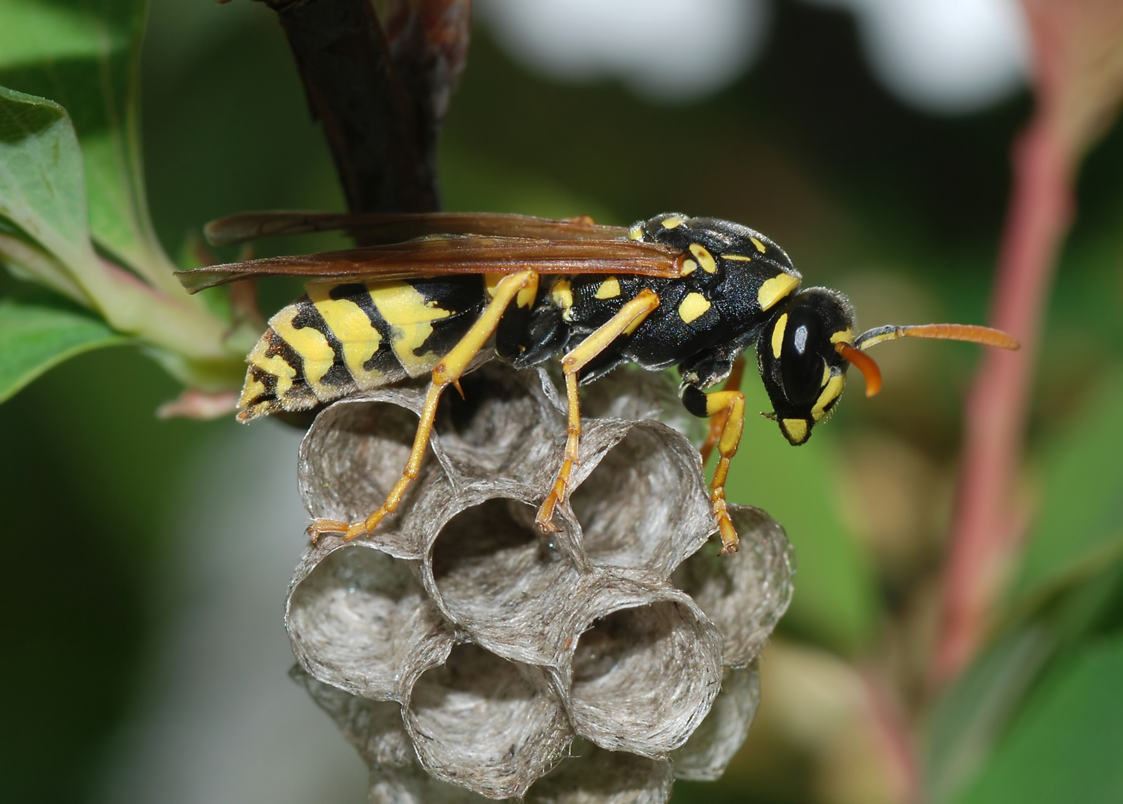 Wasp March 2008 3