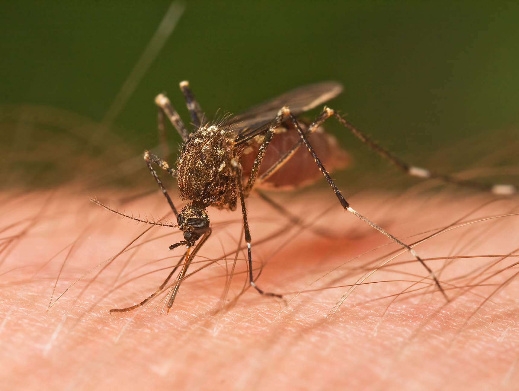 Mosquito Tasmania crop